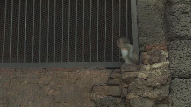 창살이 있는 창문을 들여다보는 호기심 많은 원숭이