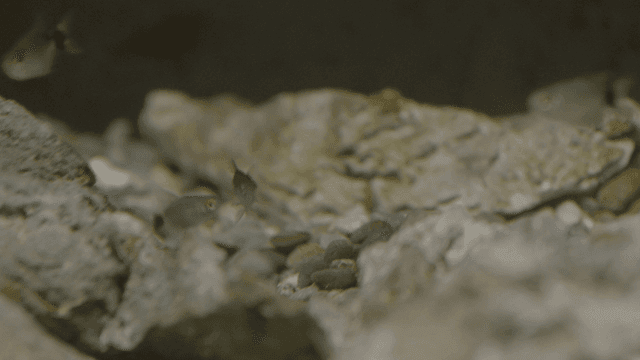 Small fish swimming among rocks