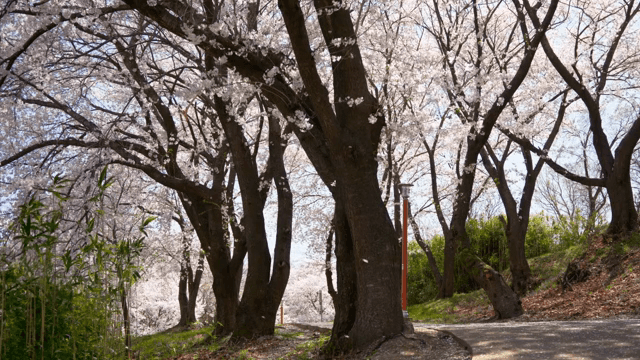 길을 따라 늘어선 벚꽃 나무