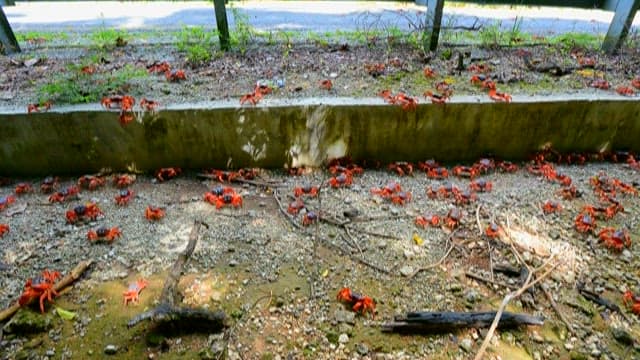 Migration of Red Crabs in Forested Pathway