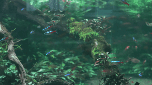 Colorful fish swimming in aquarium