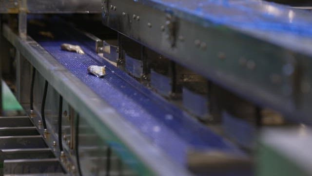 식품 가공 공장의 컨베이어 벨트 위에서 분류되는 생선