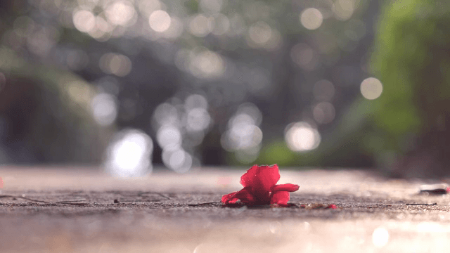 Red flower petal on the ground