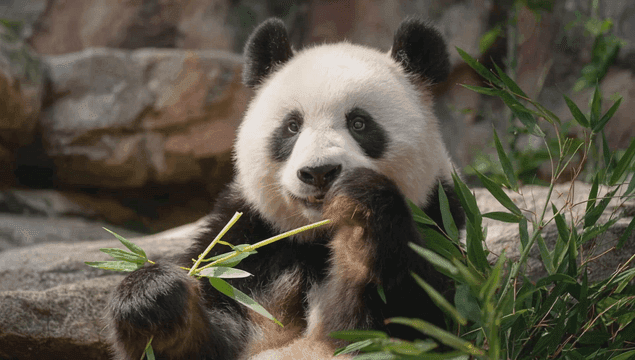 A panda eating bamboo in a natural setting