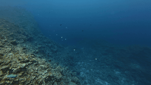 Sea where tropical fish swim