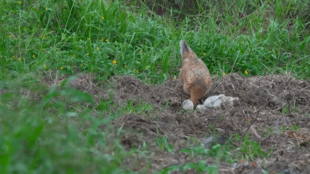 풀밭에 있는 암탉과 병아리들