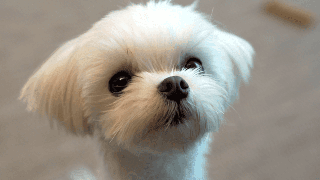 Small white puppy looking curiously