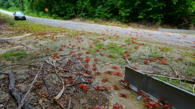 Car Approaching a Road Covered with Crabs