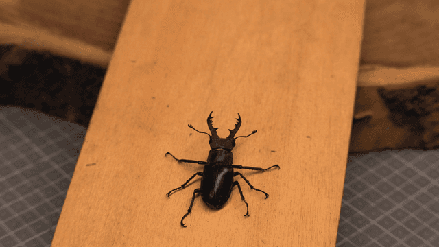 나무 표면 위의 사슴벌레