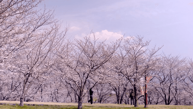 Cherry blossoms in full bloom in a park