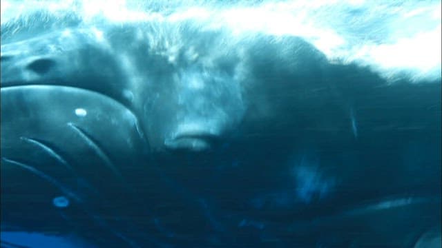 Humpback Whale underwater