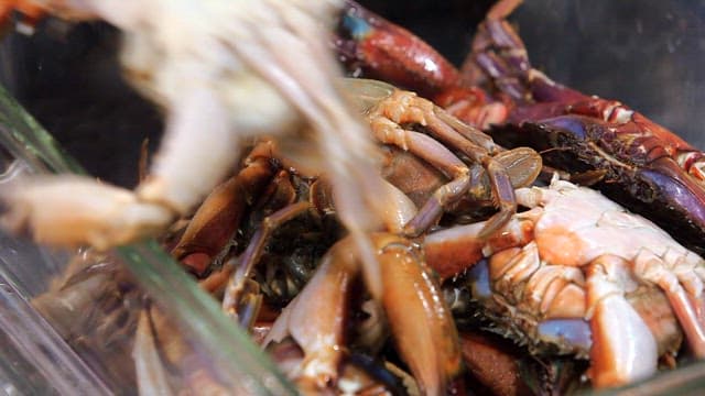 유리 용기에 담긴 신선한 게