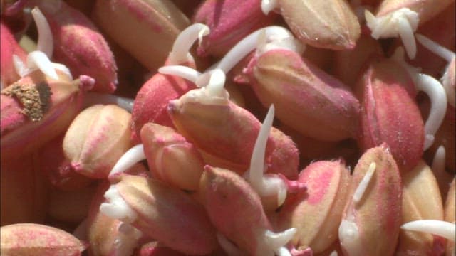 Close-up of sprouted rice seeds