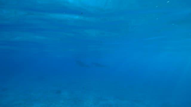 Dugong Swimming Peacefully Underwater