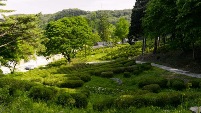 Lush green tea fields with traditional temples