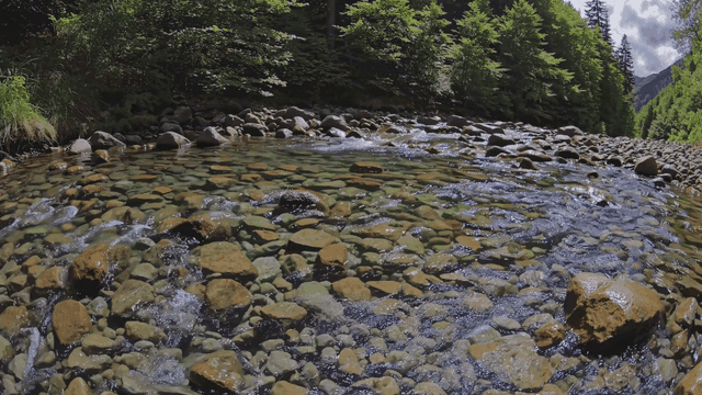 Clear stream flowing through forest