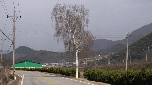 산 배경의 시골 도로에 우뚝 선 자작나무