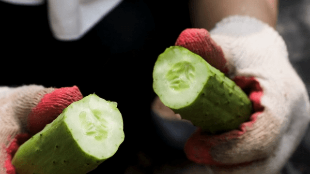 Freshly cut cucumber held in gloved hands