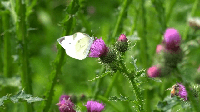 나비와 벌이 있는 엉겅퀴 꽃