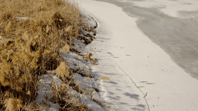 마른 갈대가 있는 눈 덮인 강둑