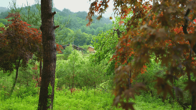 비 오는 날의 나무