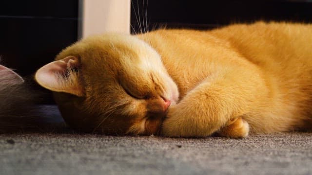 Cat resting peacefully on the carpet indoors