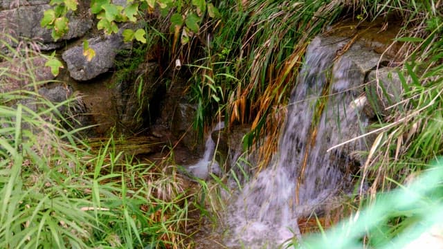 Falling water surrounded by green vegetation