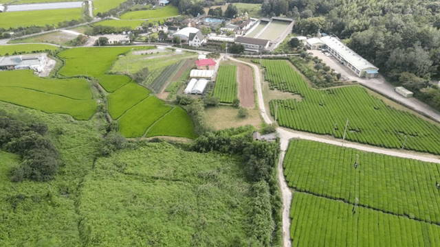 넓은 녹차밭과 시골 풍경