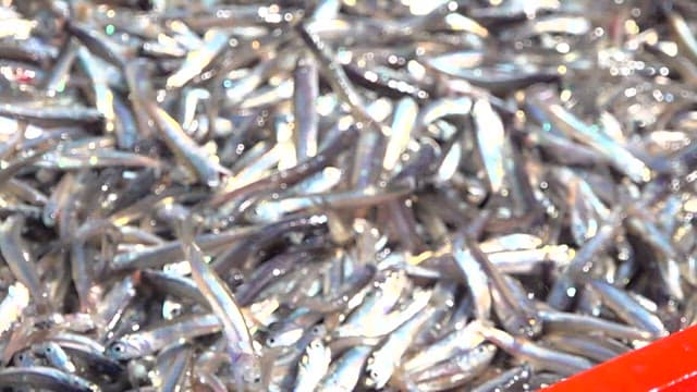 Fresh Anchovies at a Seafood Market