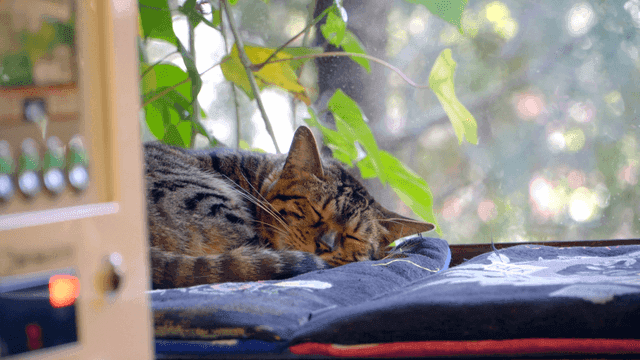 창가에서 쿠션 위에 잠든 고양이