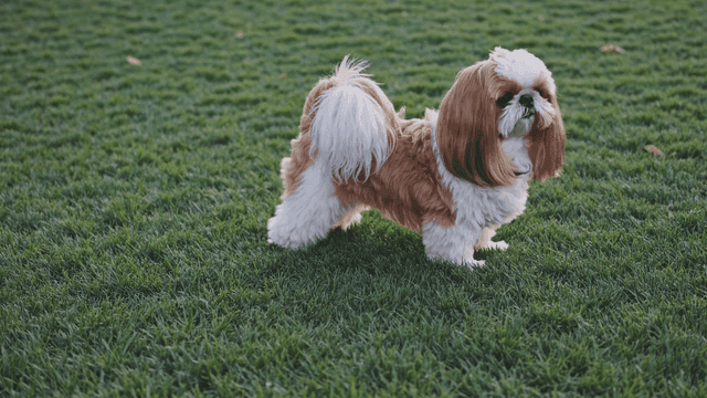 Small Shih Tzu standing on green grass
