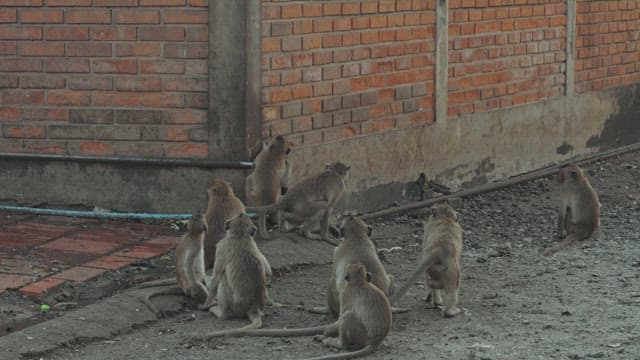 Monkeys Gathered in Front of a Brick Wall