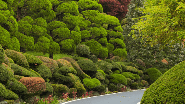 Green garden with well-manicured shrubs