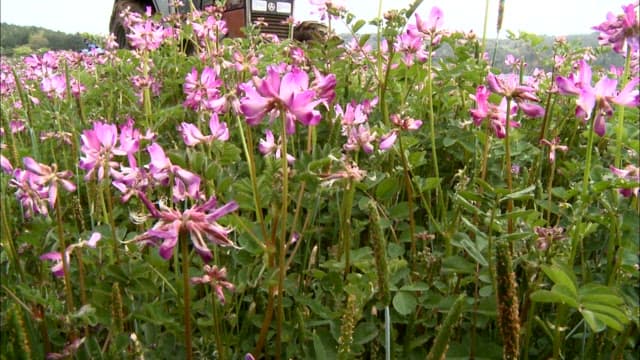 배경에 트랙터가 있는 분홍색 꽃밭