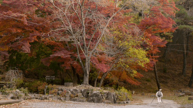 Person taking pictures of autumn leaves in forest
