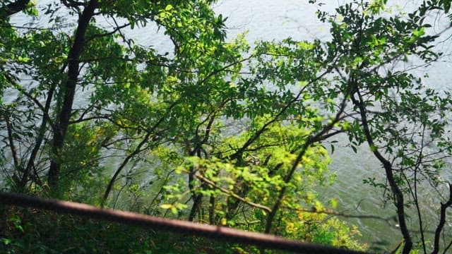 Green-tinted view of lush forest beside a river from a viewpoint on a sunny day