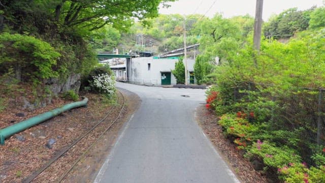 Serene country lane surrounded by greenery and flowering bushes