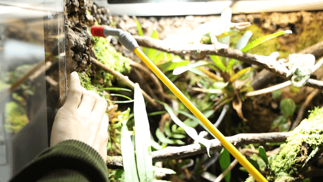 Hands watering plants in terrarium