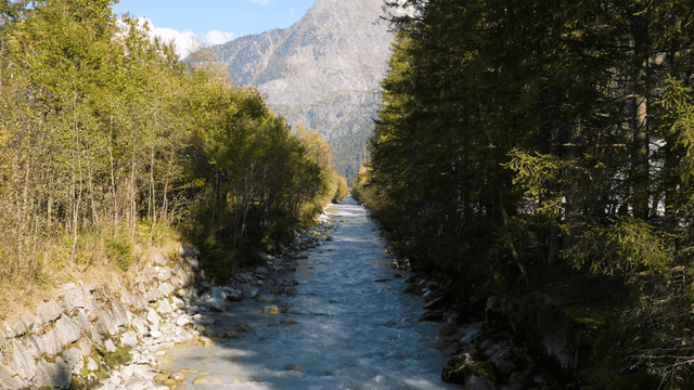 Serene river flowing through a forest