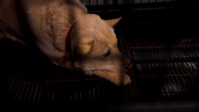 Abandoned dog with a sad expression in a cage