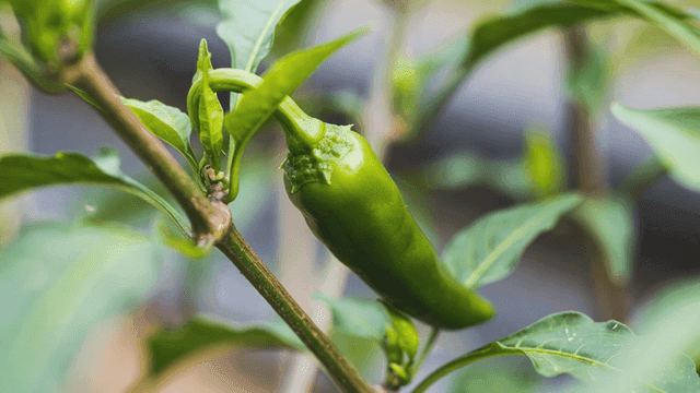 Green peppers growing on plants