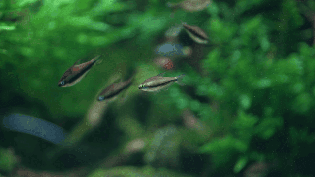 Fish swimming in aquarium with blue aquatic plants
