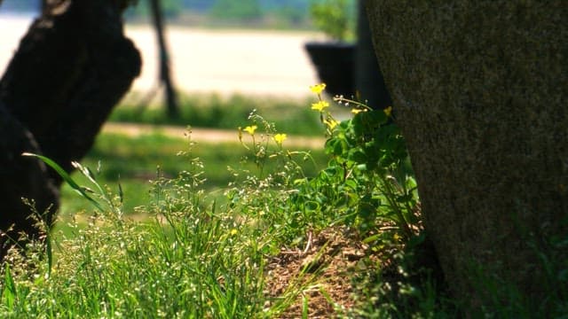 Blooming yellow flowers near a tree