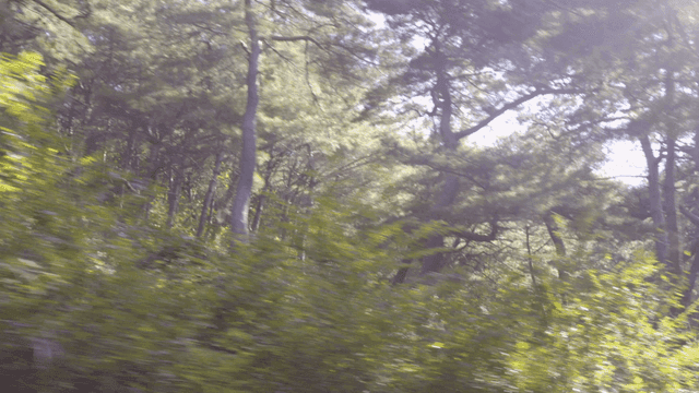 이동하는 차 안에서 보이는 키 큰 나무가 있는 울창한 숲