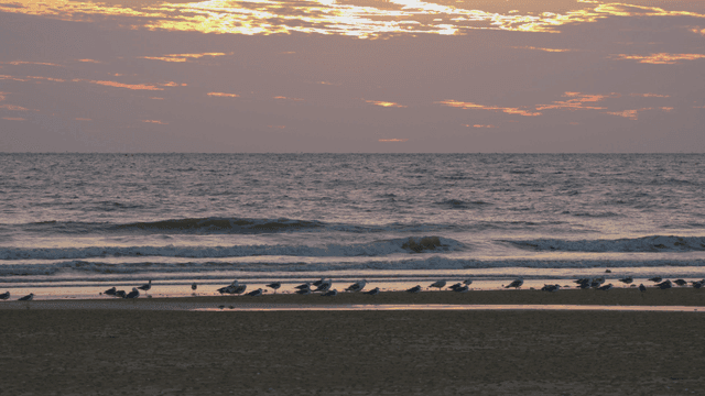 새들이 쉬고 있고 파도가 치는 평화로운 해질녘 해변가