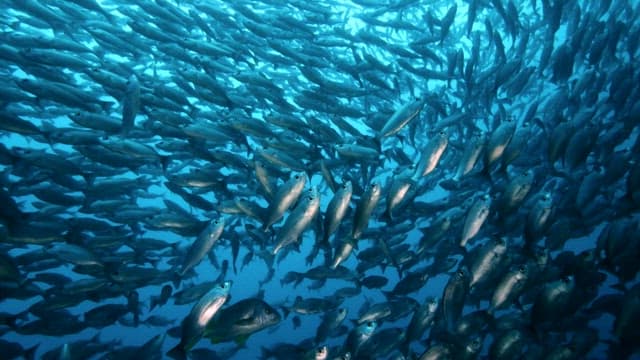 School of fish swimming in the ocean