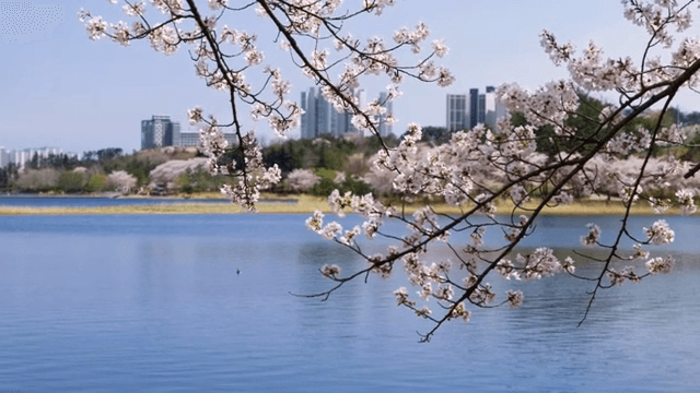 고요한 호수 옆 벚꽃