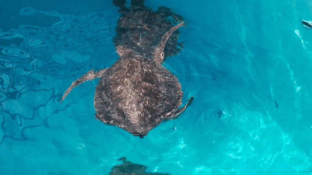 Two sea turtles swimming in clear blue water