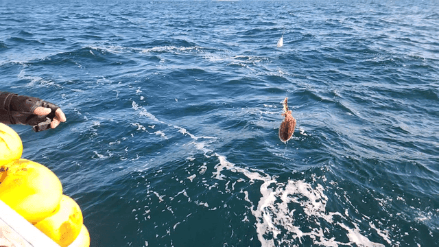 Cuttlefish caught from sea