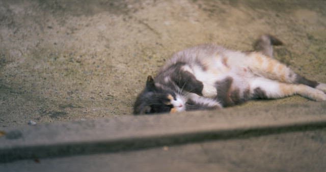 Cat Relaxing on the Dirt Floor